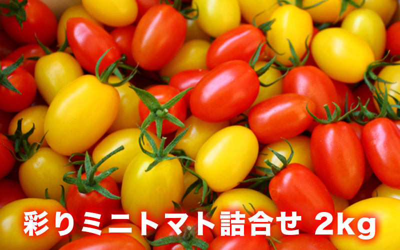 (01809)彩りミニトマト詰め合わせ