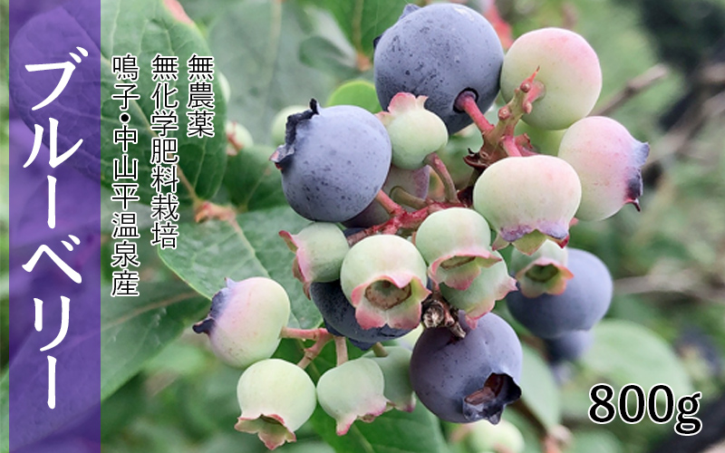 (03729)無農薬無化学肥料栽培  鳴子・中山平温泉産ブルーベリー800g